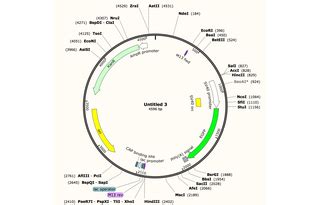 Addgene Hr Tert Sv Gfp