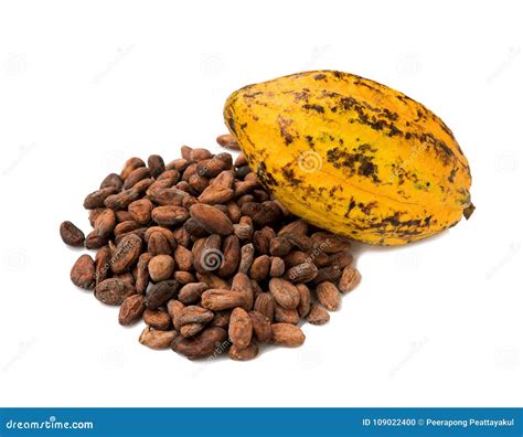 Cacao Fruit Raw Cacao Beans Cocoa Pod On White Background Stock