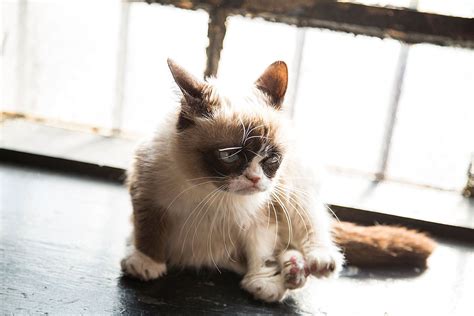 18 Best Grumpy Cat Memes Ever