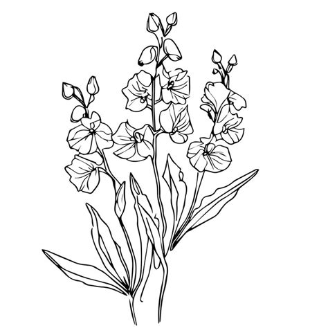 Premium Vector July Birth Flower Larkspur Drawing Minimalist July