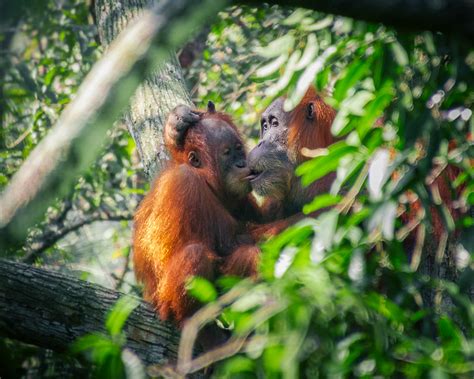 Orangutan Experience – Jungle Treks and Tours North Sumatra, Bukit Lawang