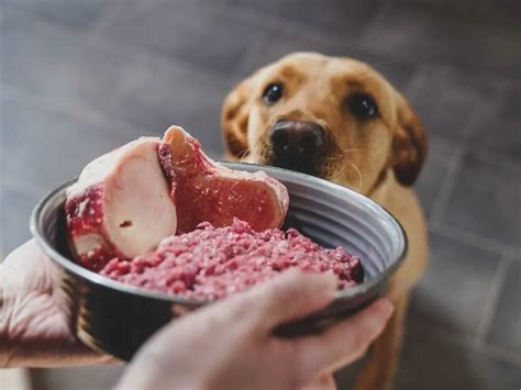 Natures Goodness 7 Essential Ingredients For Raw Dog Food