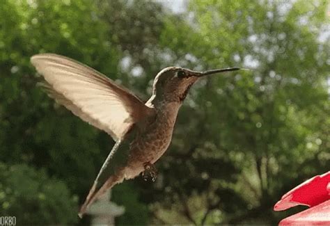 Hummingbird GIFs | Tenor