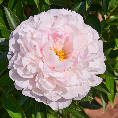 Pfingstrose Sarah Bernhardt Paeonia Lactiflora Sarah Bernhardt