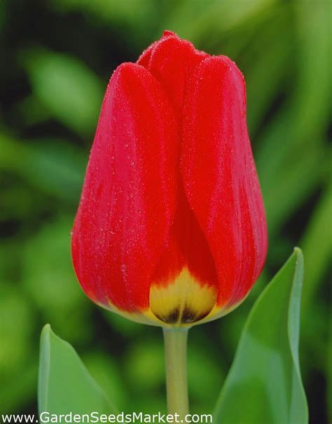 Tulipan Apeldorn Pakke Med Stk Tulipa Apeldorn Garden Seeds