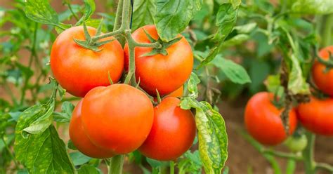 Un Pied De Tomates Produit Entre Et Tomates D Couvrez L Astuce