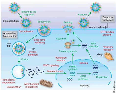 Cellular Targets For Anti Influenza Drugs In The Context Of The Download Scientific Diagram