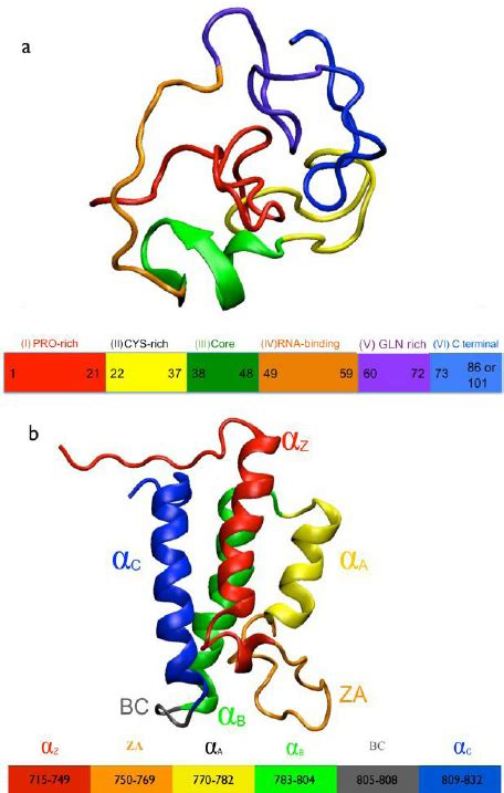 Molecular Representation Of Tatpcaf Model And Interactions A