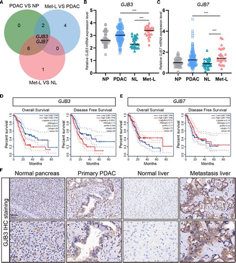 Frontiers Gjb Promotes Pancreatic Cancer Liver Metastasis By