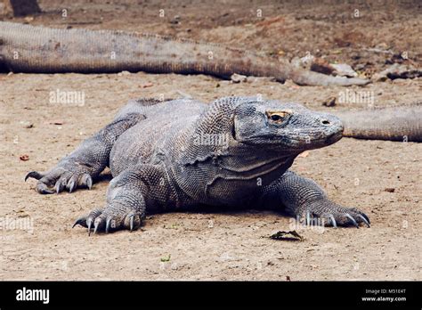 Predators Komodo Dragon, large lizard, with deadly poisonous bite at ...