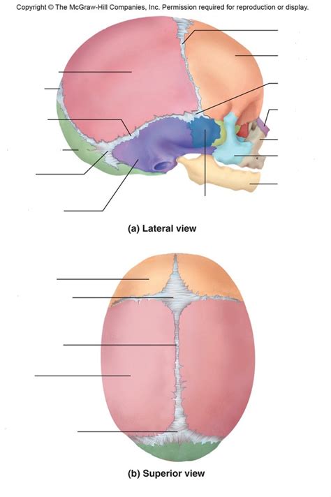 Fontanels Diagram Quizlet