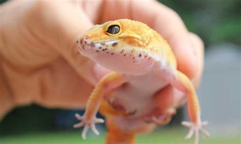 Anatomy Of Leopard Gecko Home Interior Design