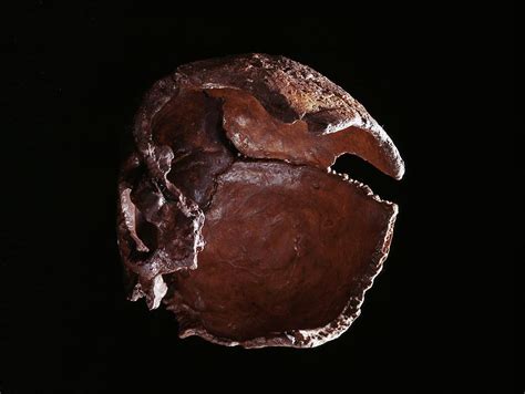 Homo Neanderthalensis Skull Photograph by Natural History Museum ...