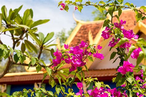 70+ Cambodia National Flower Stock Photos, Pictures & Royalty-Free ...