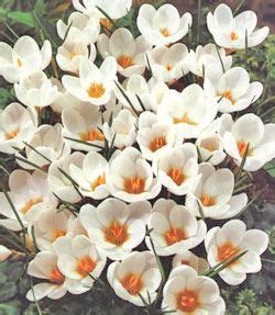 Ard Schenk Species Crocus Bulbs Fleurs Plante Balcon Terrasse