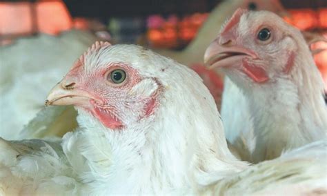 Chicken Prices Continue To Rise HUM News