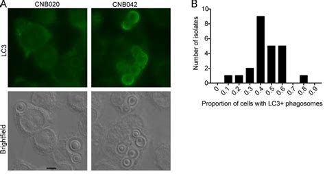 Interaction Of Clinical Isolates With Macrophages In LC3 Associated