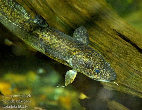 Lota lota Burbot eelpout Мянтуз Mník jednovousý Quappe Trüsche Trische ...