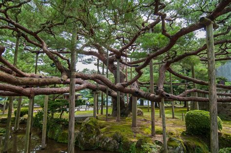 Pin By Krys On Niwaki Planting Flowers Garden Spaces Japanese Garden