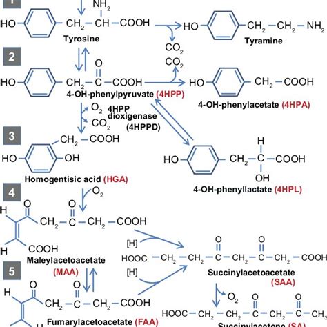 The Phenylalanine And Tyrosine Metabolic Pathways And The Enzymatic