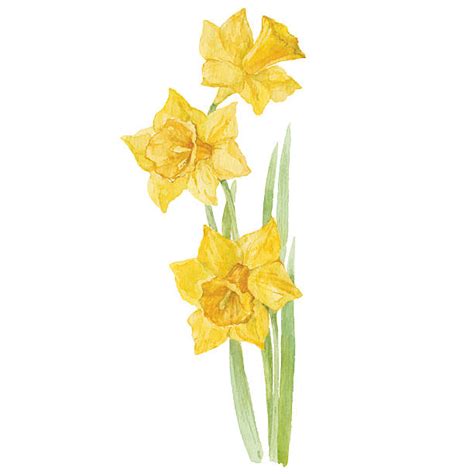 Narcissus Flower Clip Art, Vector Images & Illustrations - iStock