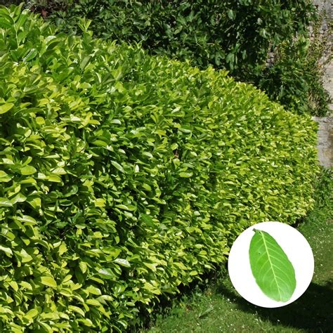 Portugiesische Kirschlorbeer Hecke Richtig Pflanzen Pflegen Schritte