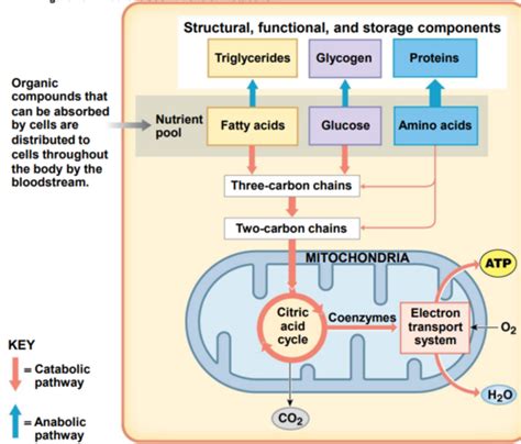 Ch Metabolism Flashcards Quizlet