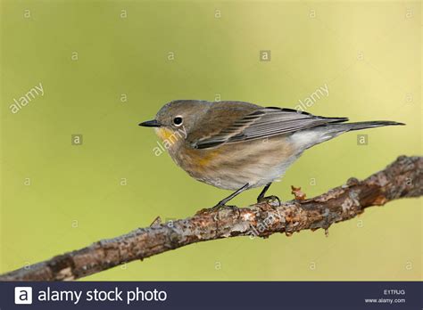 Yellow Rumped Warbler Setophaga Coronata Audubons Immature Stock