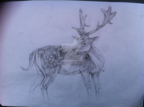 Fallow Deer By Eddielover On Deviantart