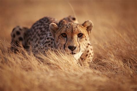 Cheetah Facts - Animals of the World - WorldAtlas.com