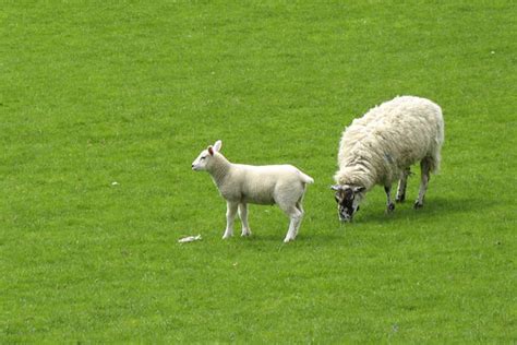 Sheep And Her Baby Free Stock Photo - Public Domain Pictures