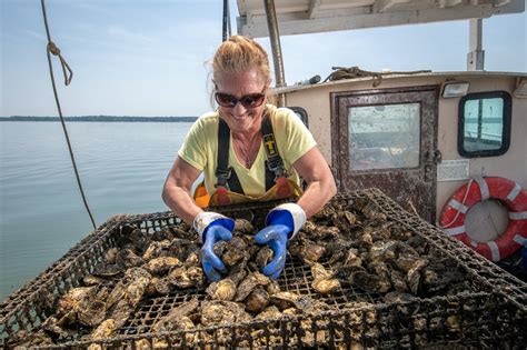 Can Oysters Save Our Seas The New Republic