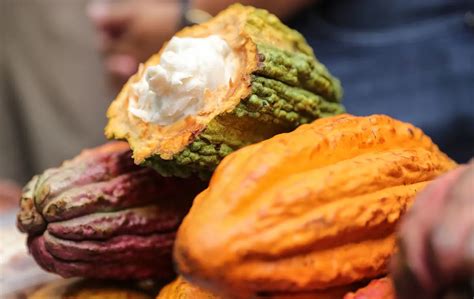 Piura y el cacao perfecto una adicción para los mejores chocolateros