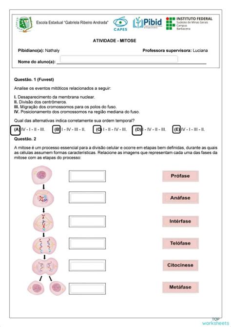 Atividade Mitose - ATIVIDADE SOBRE MITOSE. Ficha interativa | TopWorksheets