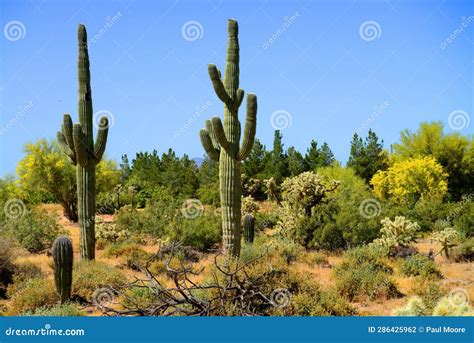 Old Saguaro Cactus Sonora Desert Arizona Stock Photo - Image of black ...