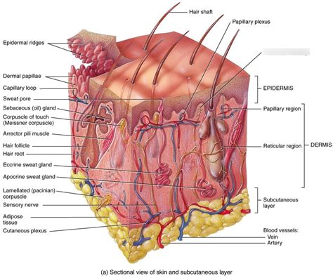 Human Anatomy Integumentary System Diagram Quizlet