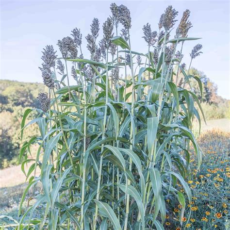 Heirloom White African Sugar Sorghum Organic Seeds | Association Kokopelli