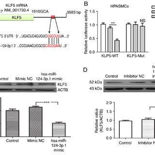 Klf Is A Direct Target Of Hsa Mir P A Sequence Of The