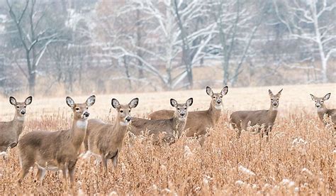 The 10 Coolest Animals In Pennsylvania - WorldAtlas