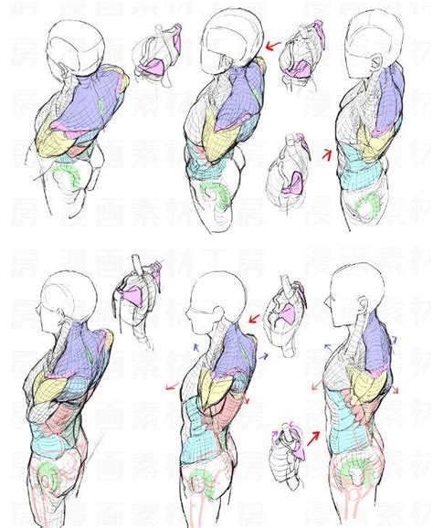 「anatomy And Pose Reference」おしゃれまとめの人気アイデア｜pinterest｜ethmiser スケッチの基本