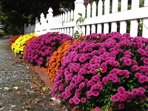 Views From The Garden 5 Uses For Garden Mums Around Your House