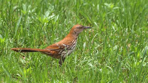 Close Up Of Rufous Brown Thrasher Bird Walking In Green Grass Stock