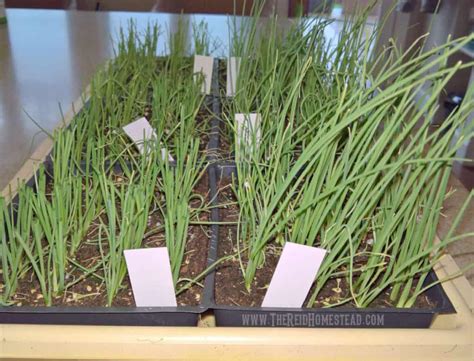 Seed Starting How To Start Onion Seed Indoors