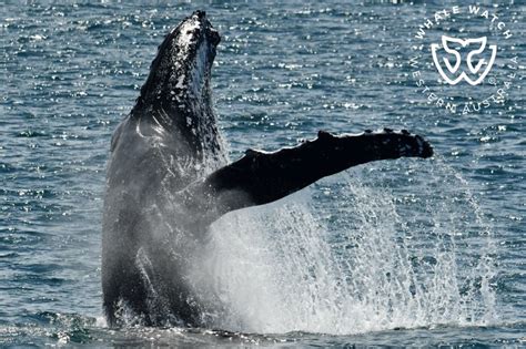 Western Australia’s Humpback Whale Migration | Whale Watch Western Australia