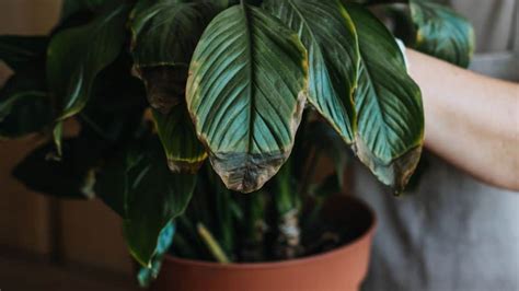 Peace Lily Brown Leaves: 7 Key Reasons and Effective Ways to Fix Them ...