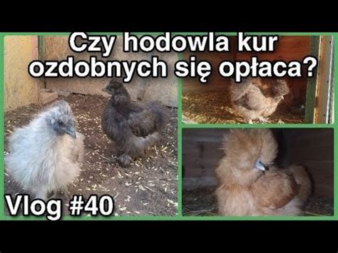 Czy Hodowla Kur Ozdobnych Si Op Aca I Nie Tylko Vlog Youtube