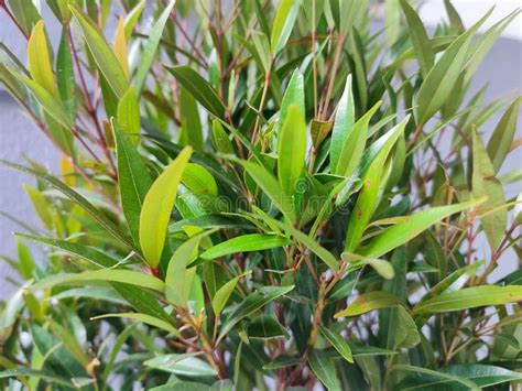 Beautiful Ornamental Plants in the Garden Stock Image - Image of green, plants: 265783019