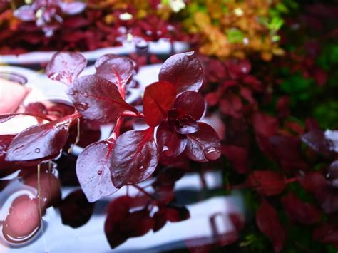 Ludwigia sp Red - Plants & Shrimps!