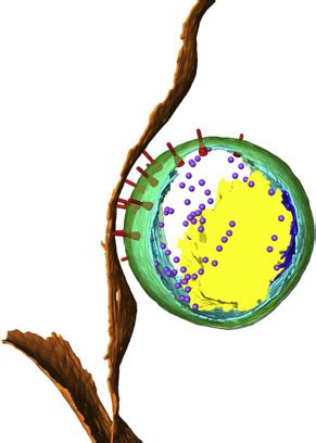 Polarised Structure Of The Chlamydia Trachomatis Elementary Body In