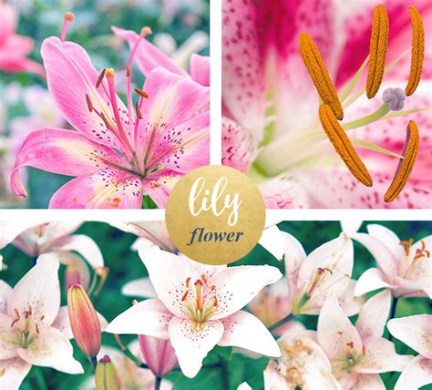 Blue Tiger Lily Flower Meaning | Best Flower Site